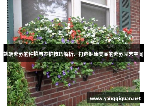 姚明紫苏的种植与养护技巧解析，打造健康美丽的紫苏园艺空间